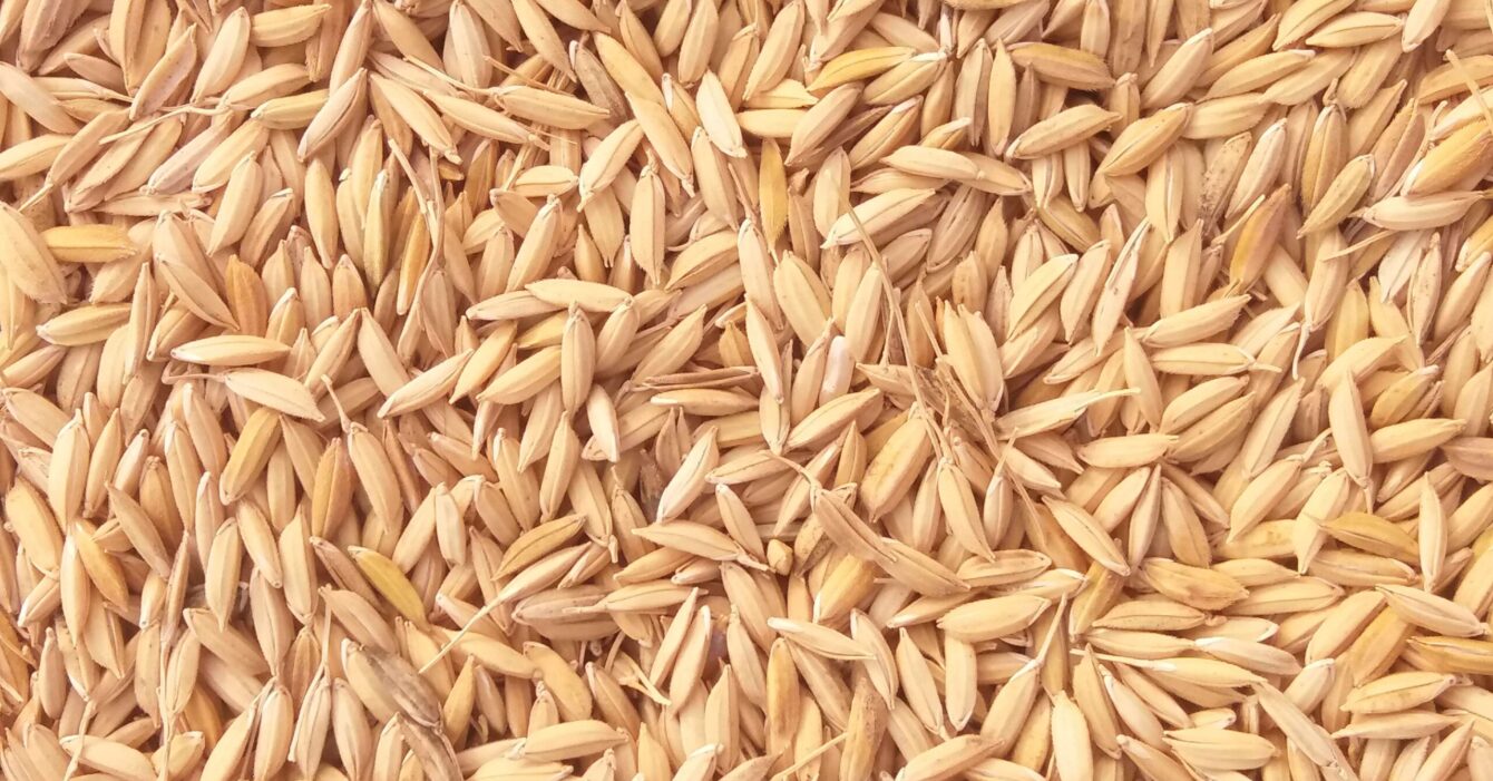 Rice Husk
