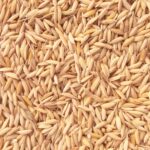 Raw Rice Husk