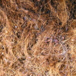 Giant King Grass