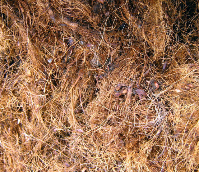 OilPalmFiber027
