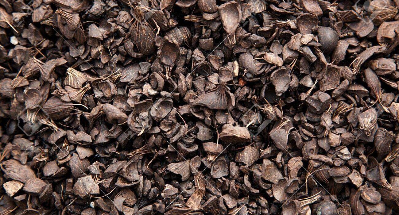 PalmKernelShells