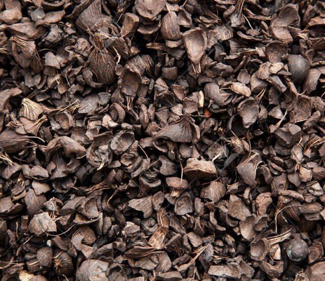 PalmKernelShells