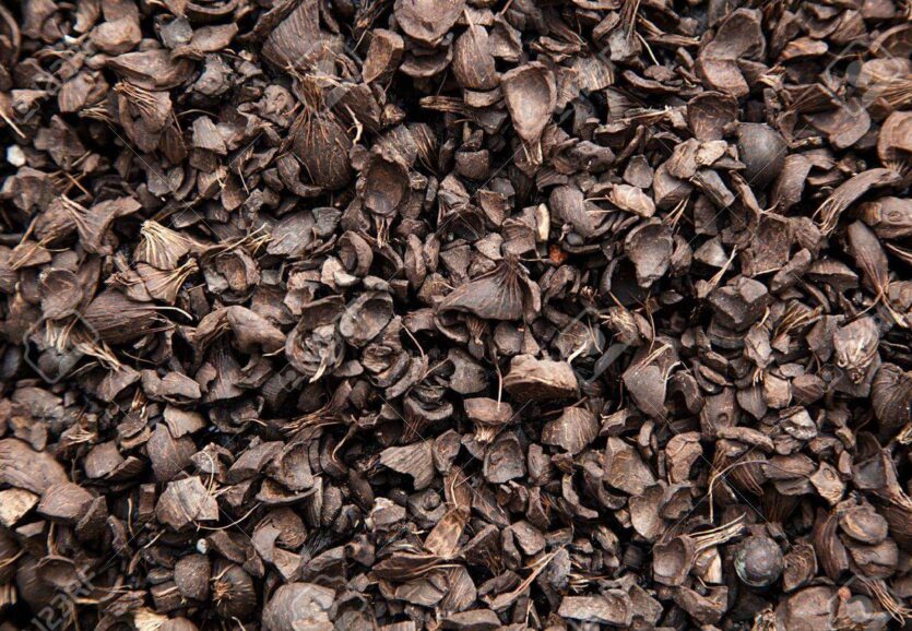 PalmKernelShells