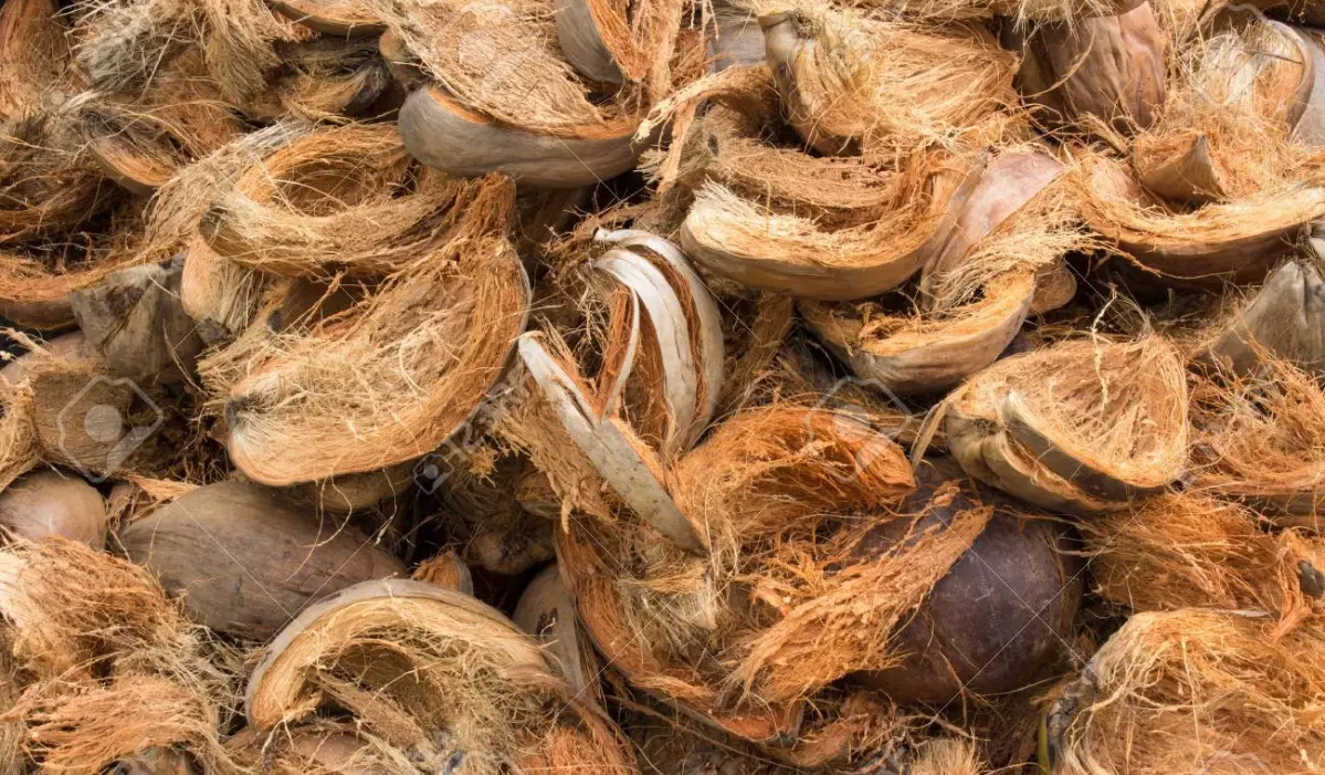 Coconut Shell